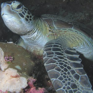 Green Turtle at Lobster's Lair
