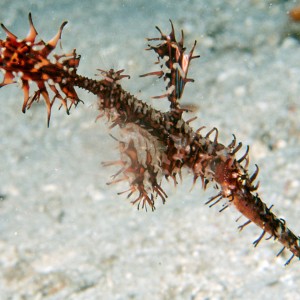 Ornate Ghost Pipefish at Drop Off