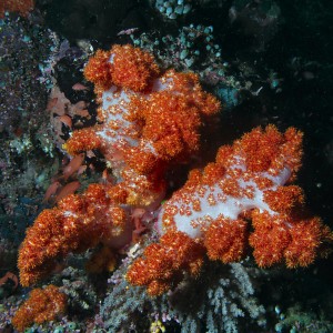 Soft coral at south point