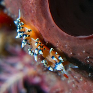 Nudibranch at South point