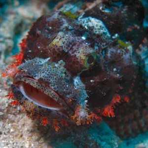 Scorpionfish at South Point