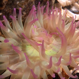 anemone-1-s