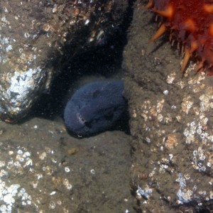 Wolf Eel and Cucumber