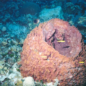 Caymans - Barrel Sponge