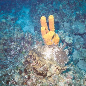 Caymans - Tube Sponge