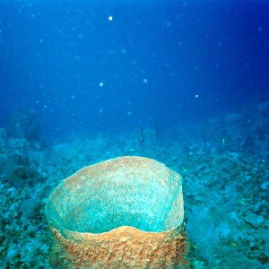 Caymans-Barrel Sponge @ The wall 6,000 ft dropoff