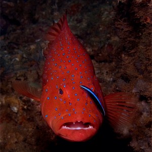 Coral Trout with Cleaner Wrasse