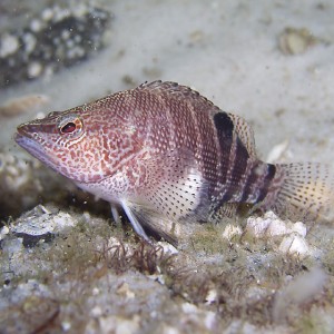 Sandfish - Destin jetties