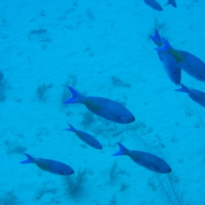 Creole wrasses