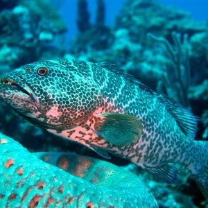 Grouper in Turquoise