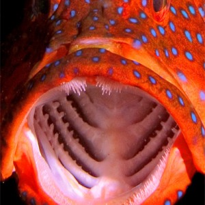Coral Cod Open Wide