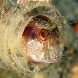 Brownish Red Seaweed Blenny In A Bottle