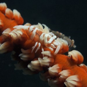Wire_Coral_Shrimp-2231