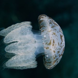 Marbled Jellyfish