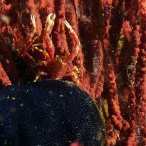 crab_2011_06_40