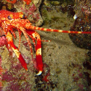 Red banded lobster