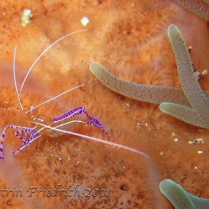 Pederson's cleaner shrimp