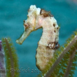 White seahorse