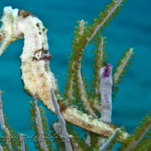 White seahorse