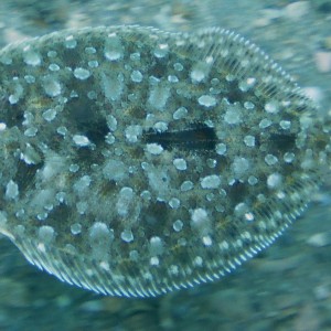 Baby Flounder