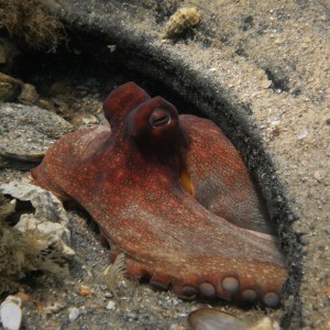 Red Octo in Tire