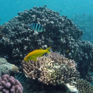yellowgoatfish