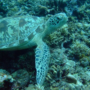 Turtle Sipadam Freedive