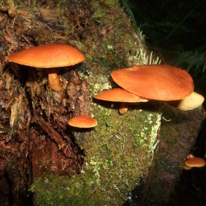 Fungi macro