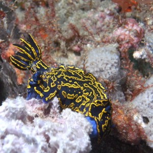 nudibranch while diving in jupiter florida