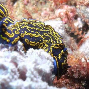 nudibranch while diving in jupiter florida 2