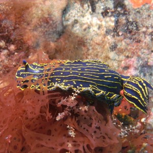 nudibranch while diving in jupiter florida 3
