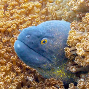 Giant Moray Eel, hiding in the soft Coral