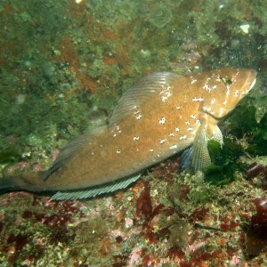 Kelp Greenling
