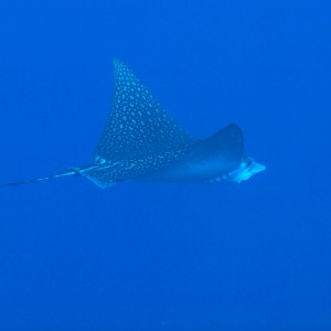 Cayman September 2011- DNS Diving