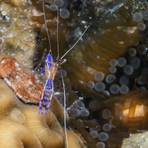 Cayman September 2011 - DNS Diving