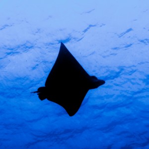 Cayman September 2011 - DNS Diving