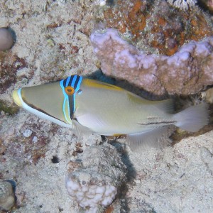 Red Sea Picasso Triggerfish