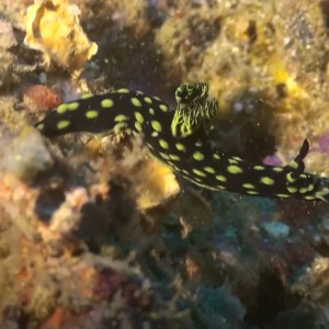 Nudibranch on the hunt