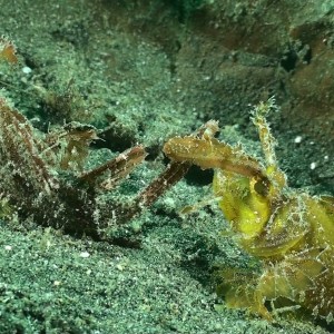 Velvet Scorpionfish