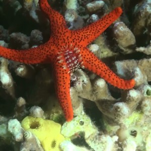 Starfish Codpiece