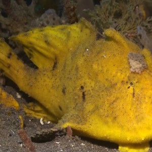 Yellow Frog Fish