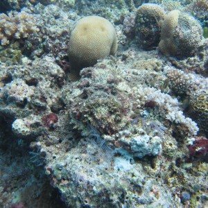 stonefish
