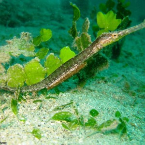 Double ended pipefish with eggs, male