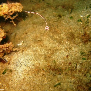 Juvenile broad banded pipefish