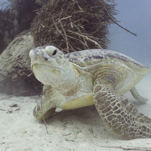 Green turtle Mabul Island Sipadan