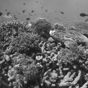 Green turtle resting on coral