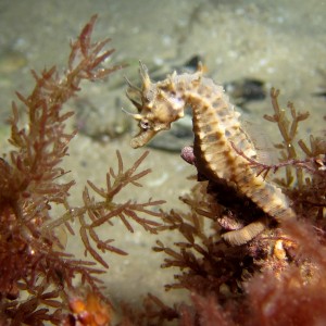 juvenile pot bellied seahorse, Port phillip bay, Australia