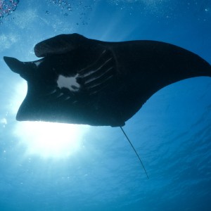 Giant Manta ray, Stradbroke island Australia