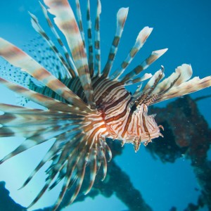 Lionfish closeup - Seaventures dive rig Sipadan