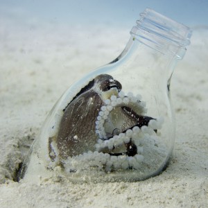 Octopus in a bottle, Mabul Island